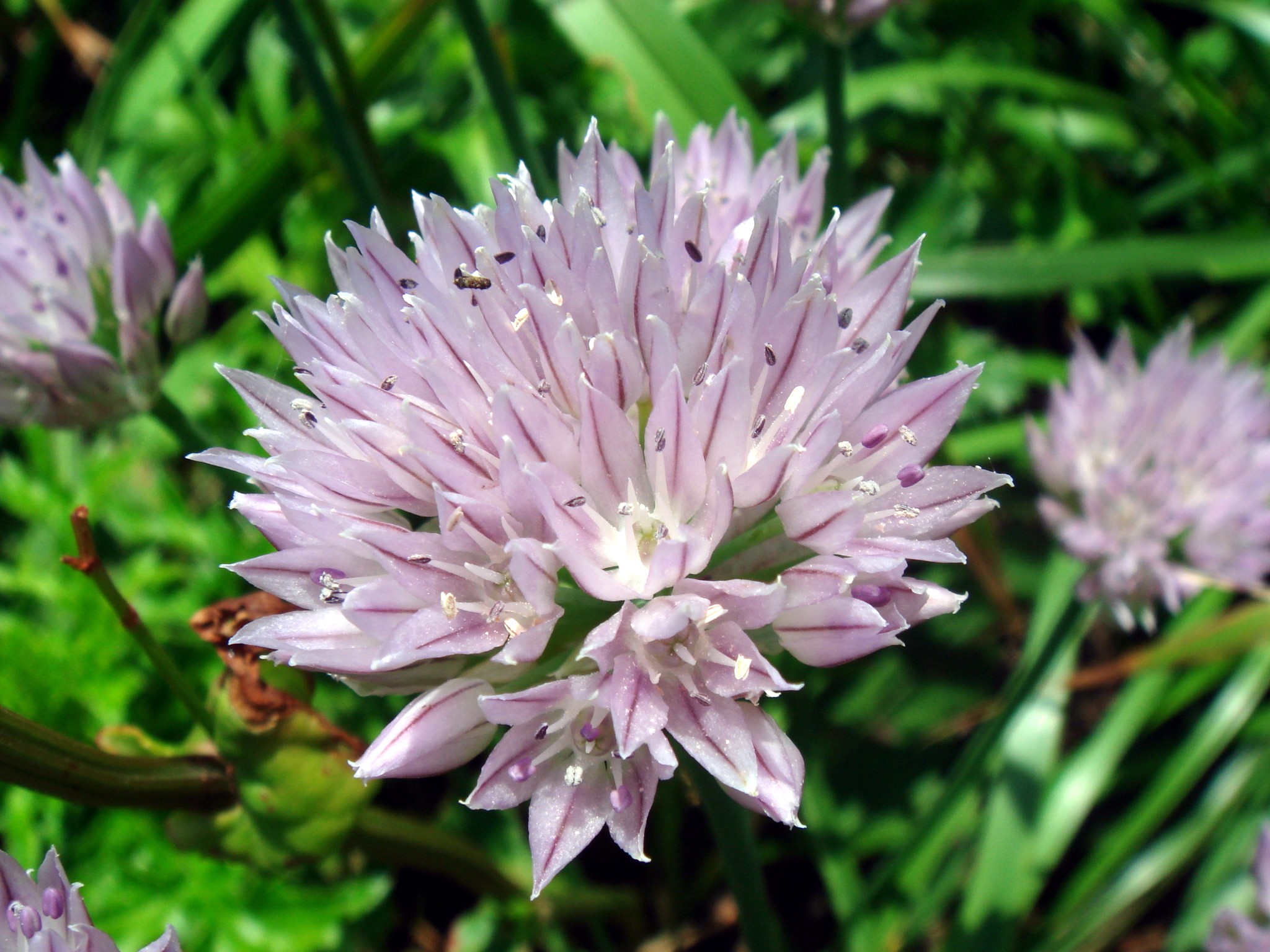 Allium ledebourianum Schultes & J. H. Schultes